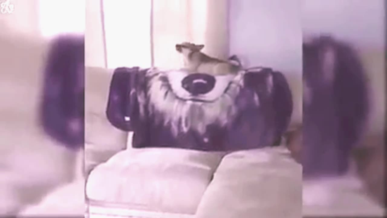 Dog funny video | Sikandar | #shorts| #short