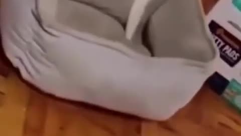 Cat funny video