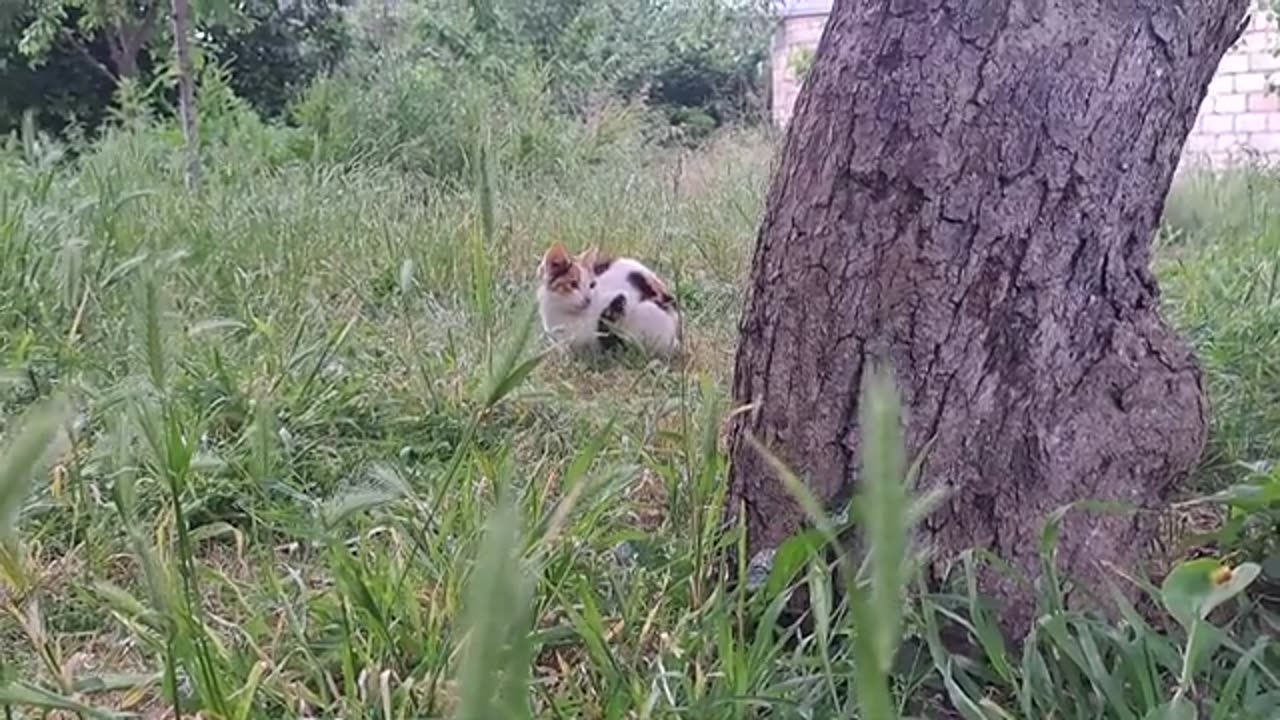 A cute cat climbing a tree to catch a sparrow.