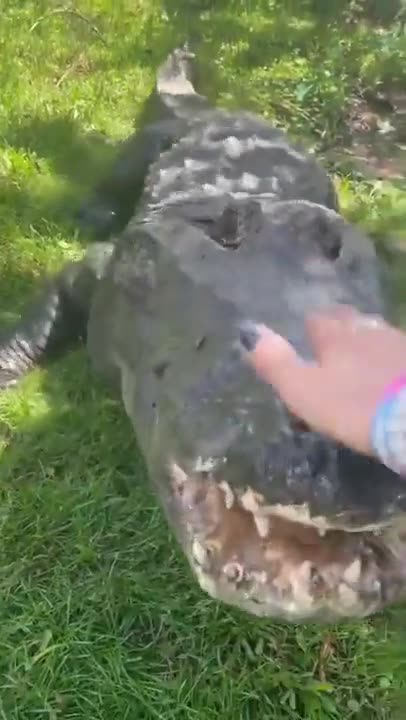 ΕΚΑΝΕ ΤΟΝ ΚΡΟΚΟΔΕΙΛΟ ΚΑΤΟΙΚΙΔΙΟ