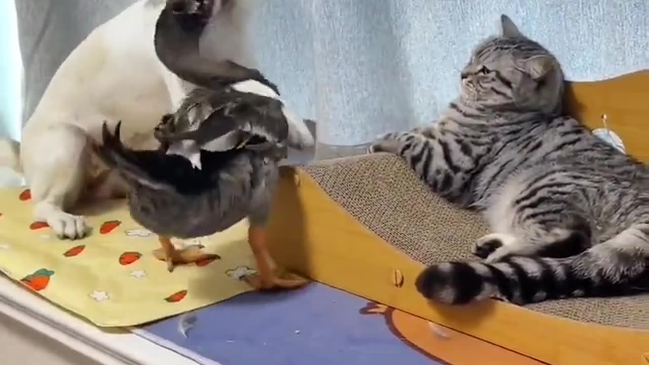 Pet Animal Funny Work Dog's Duck And Cat 🐈