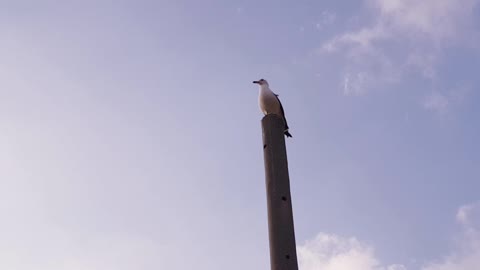 seagull, bird