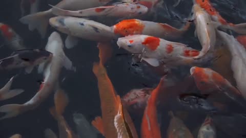 Fish Water Animal Lake Wave Swim Nature