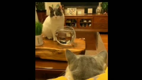 Cat funny videos 2022 cat😂😂🐱🐱funny videos