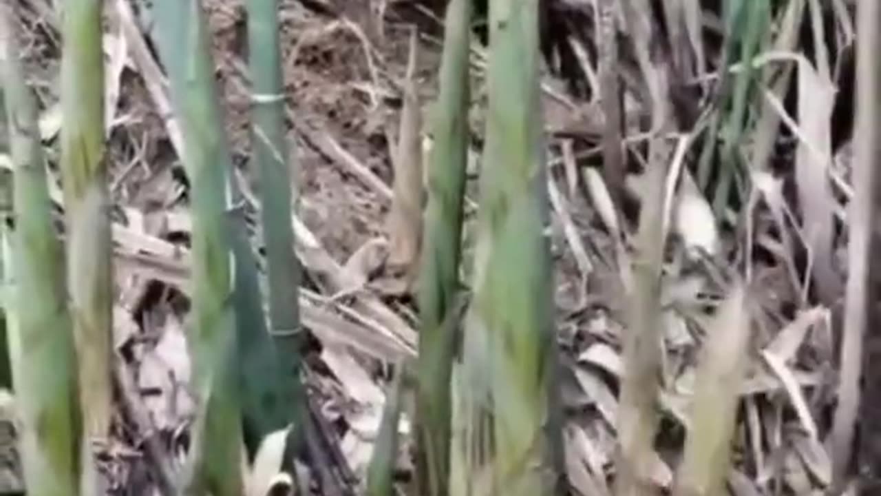 Enjoy beautiful nature with rural life