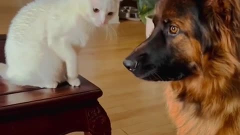 Funy dog and cat🐶🐱