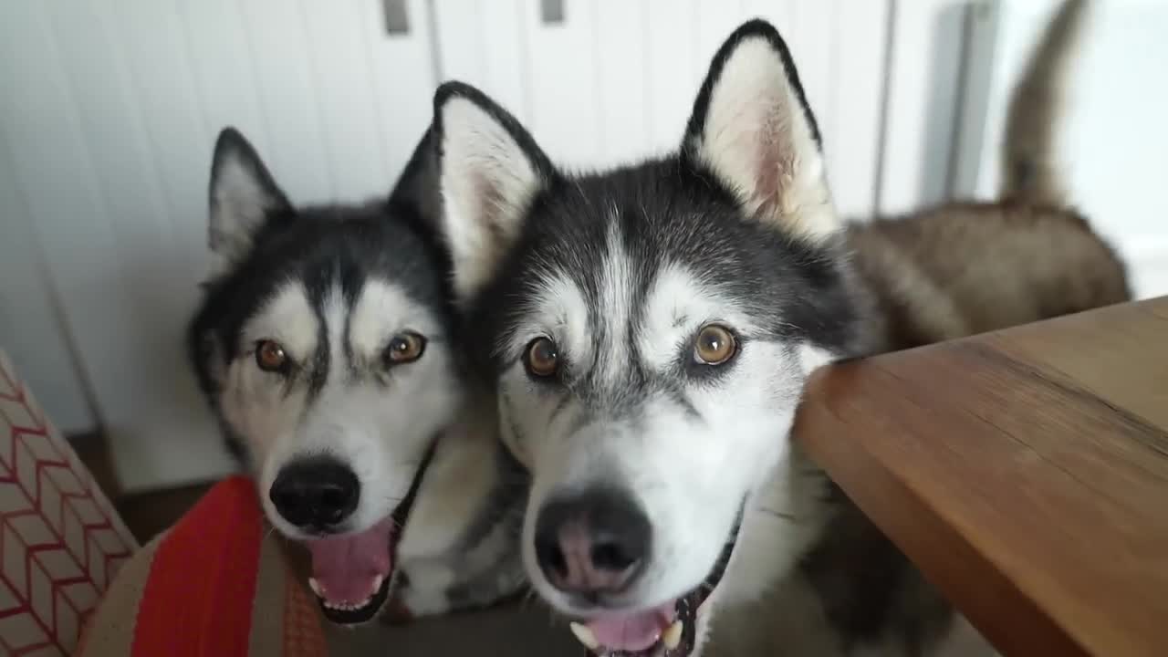 Huskies Use Their Puppy Eyes To Get What They Want!