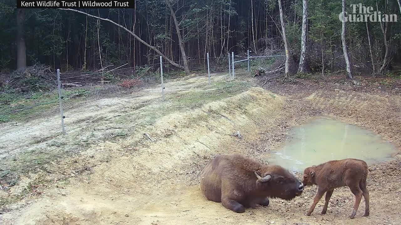 First wild bison born in the UK for thousands of years