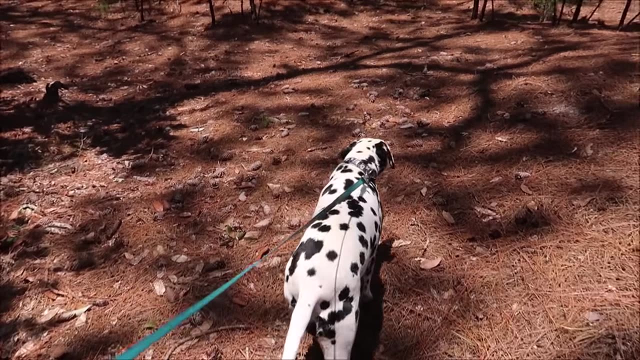 Staying In The Cabins at Disney's Fort Wilderness With My DOG - Hoop-Dee-Doo & Campfire Disney World