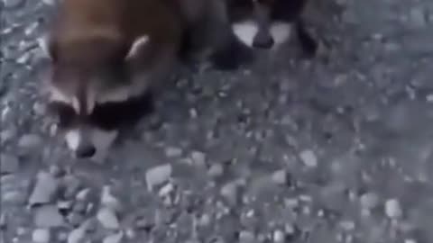 #funny 🤣 #cool animals ❤️
