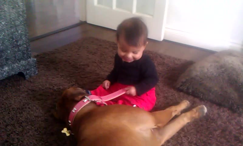 Boxer dog shows adorable baby who is boss