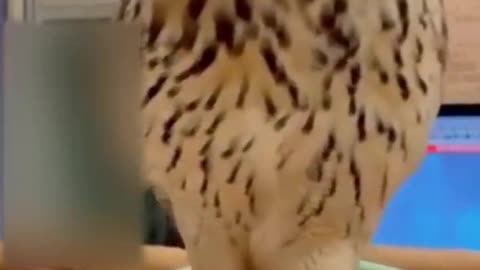 Best funny animal video of 2021