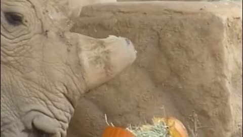 The pumpkin isn't just food for the rhino, it's a toy