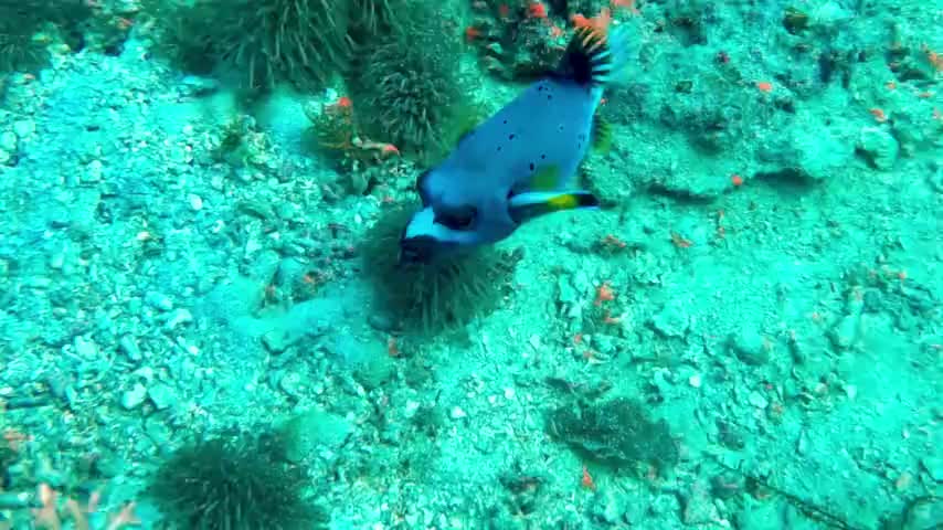 Annoyed peffer fish cant Shake of determined cleaner fish