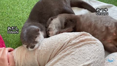 Otter giving birth