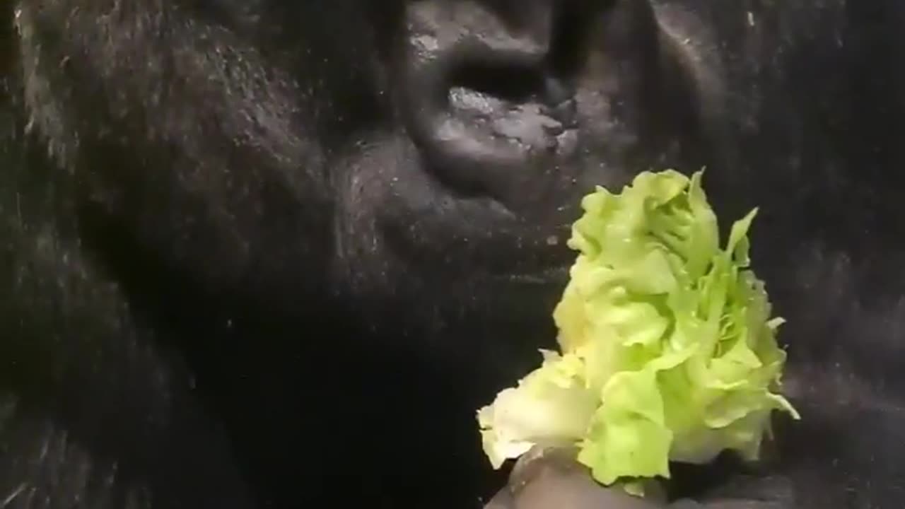 How many bites does it take you to eat a lettuce #gorilla #asmr #mukbang