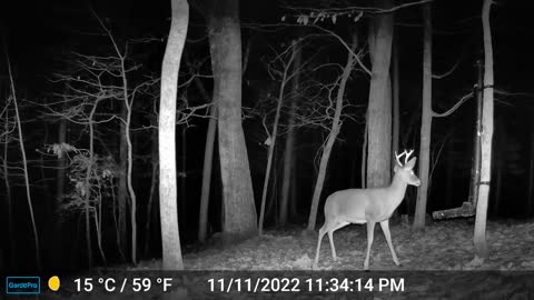 The Woods – 11/12/2022