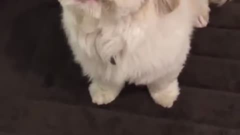 Funny Animal Videos 2024 Best Dogs And Cats Videos 😺😍short,viral,tiktok