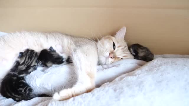 Mother cat sleeps surrounded by baby kittens