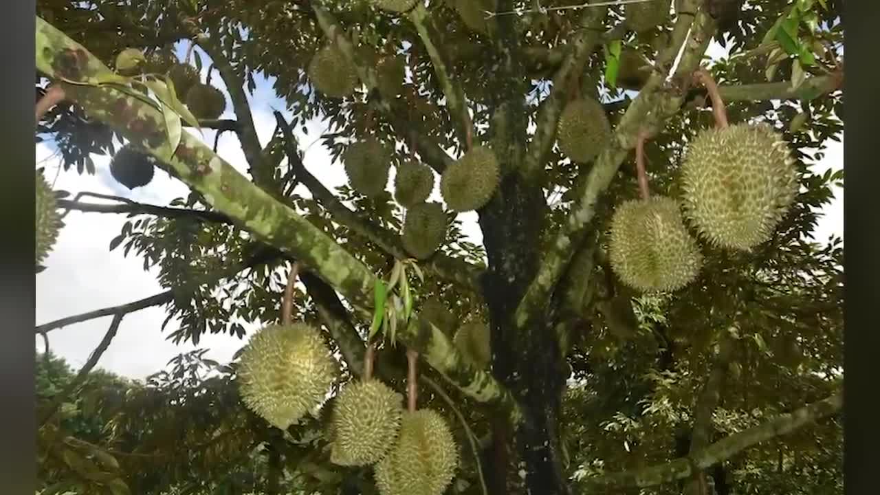 ข่าวร้ายมาแล้ว! ชาวสวนทุเรียนไทย หนาวแน่ จีน ลองปลูกเองได้แล้ว ส่อแย่งตลาด