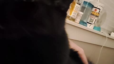 Cat Licks the Air When Being Pet