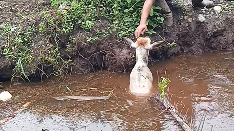 Farmers Rescues a Calf That Had Fallen Into a Ditch