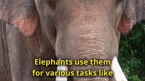The Largest Land Animal of Earth - Meet Elephant