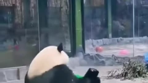 Panda.