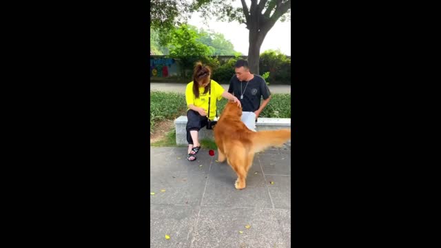 The dog that picks up gold