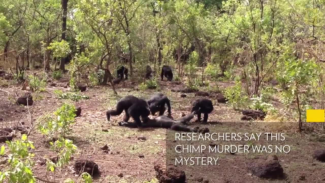 Aftermath of a Chimpanzee Murder Caught in Rare Video National Geographic