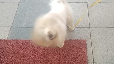 The cute dog tries to catch a delight to eat it.