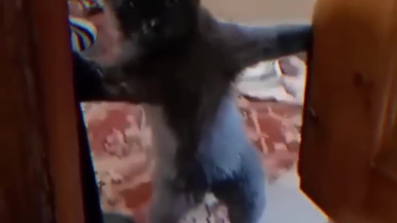 Funny_Cats_Funny_Cat_Videos__%F0%9F%98%B9memes_%23
