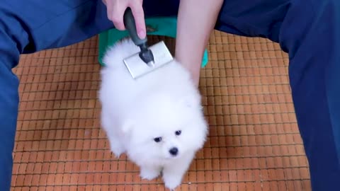 First Cute Pomeranian Puppy Bath _ Funny Dogs Puppies _ Min Puppy #6