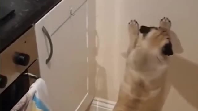 Funny Dog Confused By Shadow