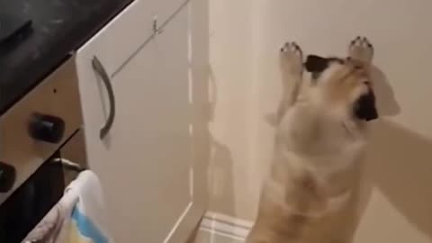 Funny Dog Confused By Shadow