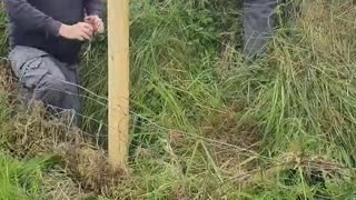 Hammer Flies While Farmers are Fencing