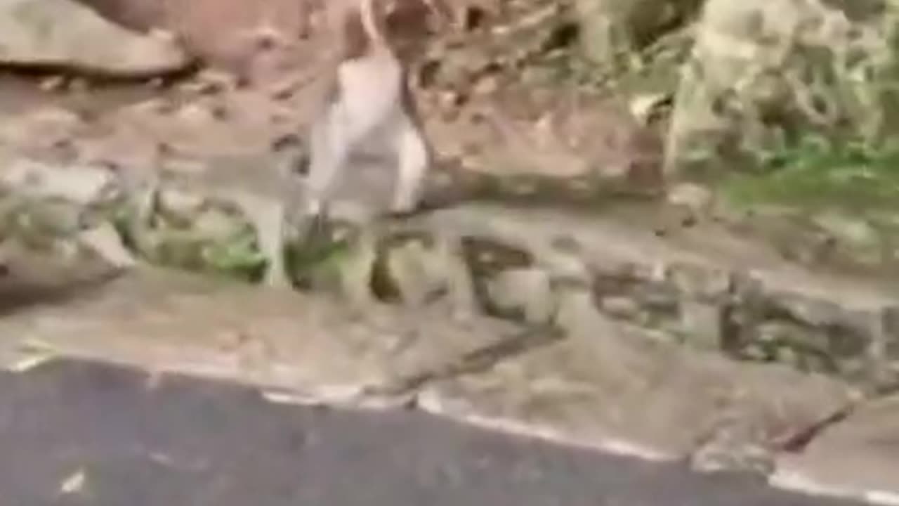 Monkey Walking on Front Two Legs #shorts #viral #shortsvideo #video