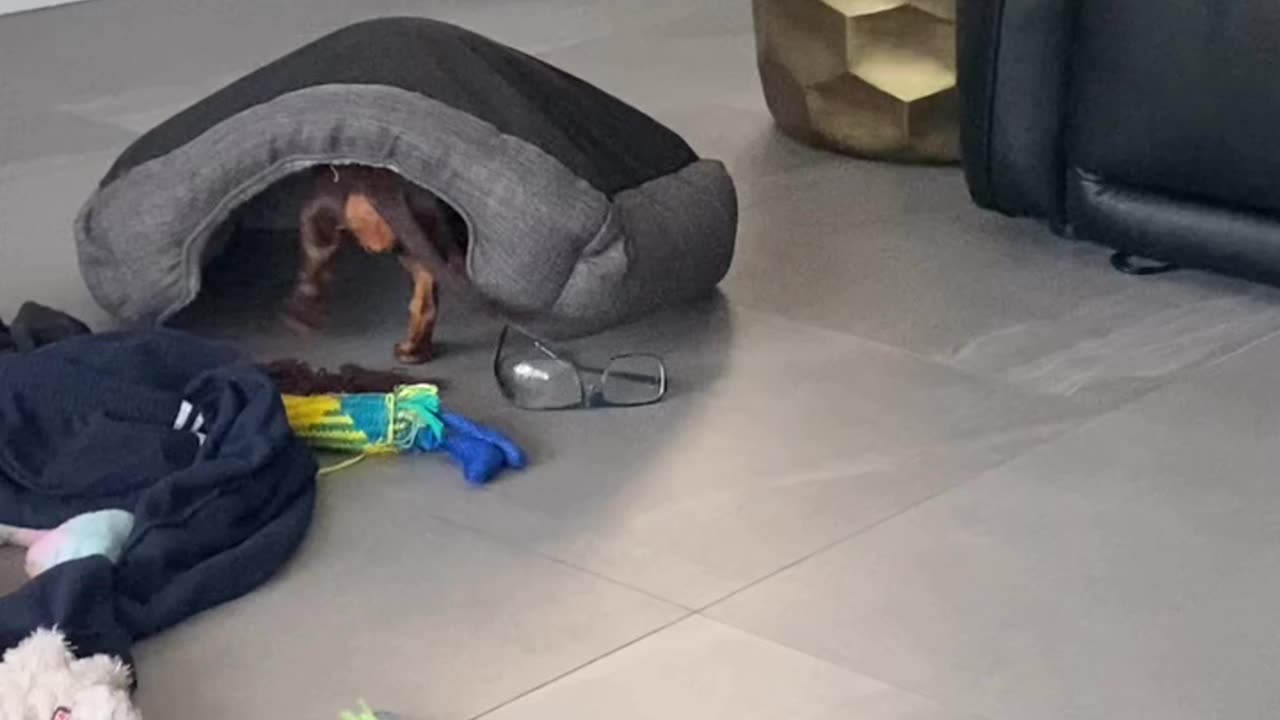 Strategic Stealing Dachshund puppy