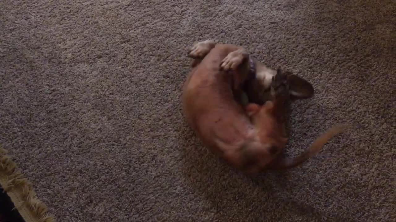 Dachshund discovers catnip, becomes absolutely obsessed