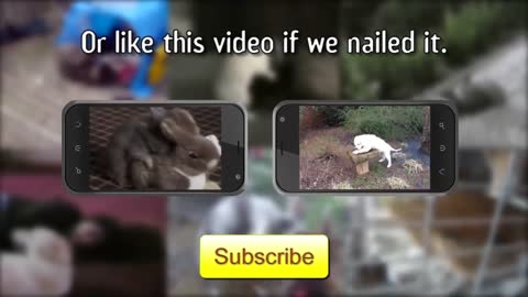 Cute Dogs And Adorable Babies