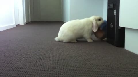 Best 'Friends' CUTE Mini Lop Rabbit Drags Around Peter Rabbit Toy