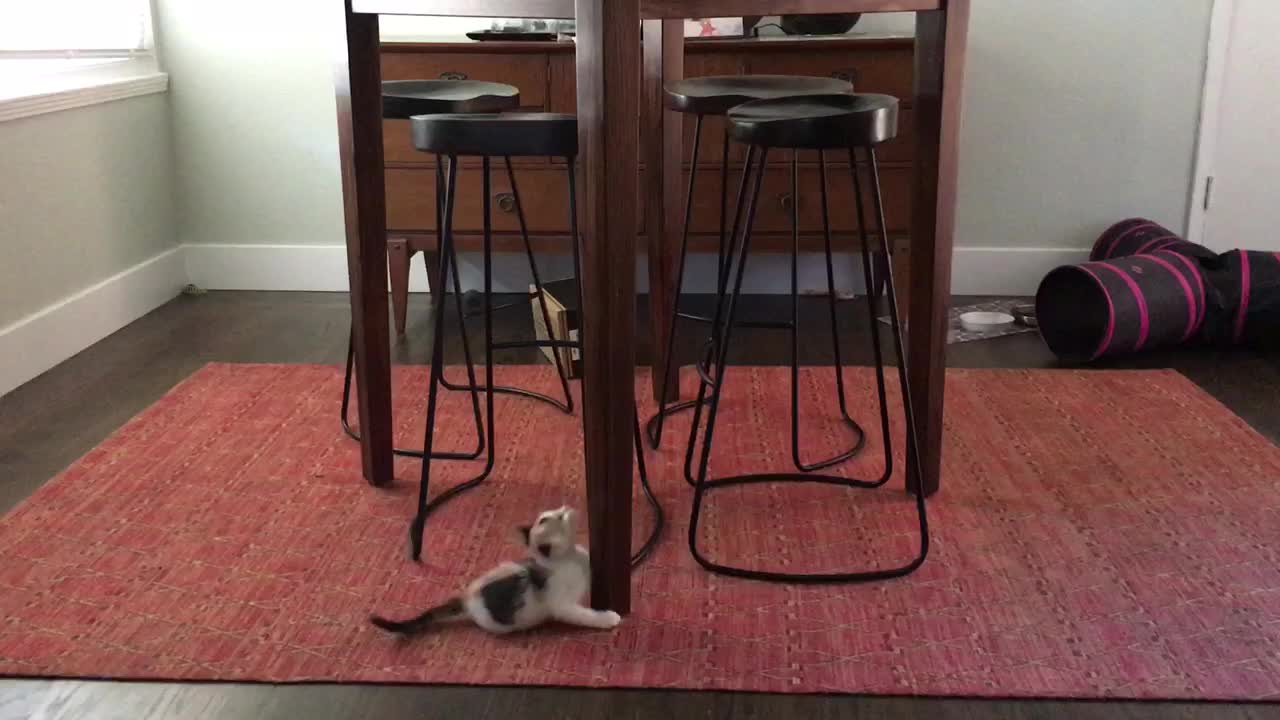 Crazy kitten tries to climb table leg