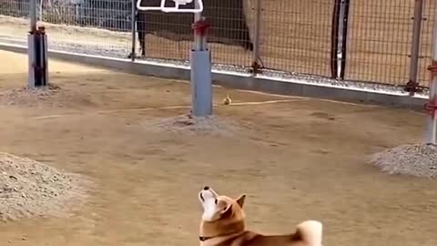 All the dogs were wondering what it was