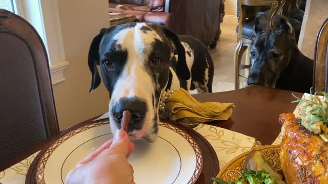 Great Danes Enjoy Turkey Breast & Stuffing Donuts