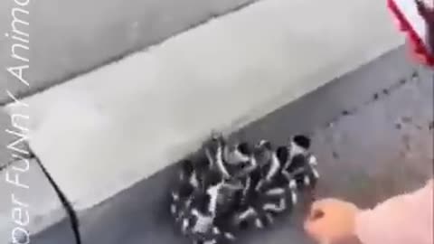 Funny videos 😂