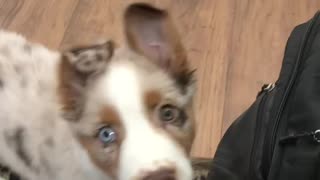 Adorable Aussie JuanCarlos attempts to carry a tennis ball