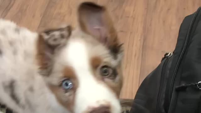 Adorable Aussie JuanCarlos attempts to carry a tennis ball
