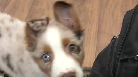 Adorable Aussie JuanCarlos attempts to carry a tennis ball