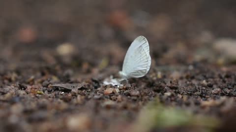 White Butterfly Video Footage