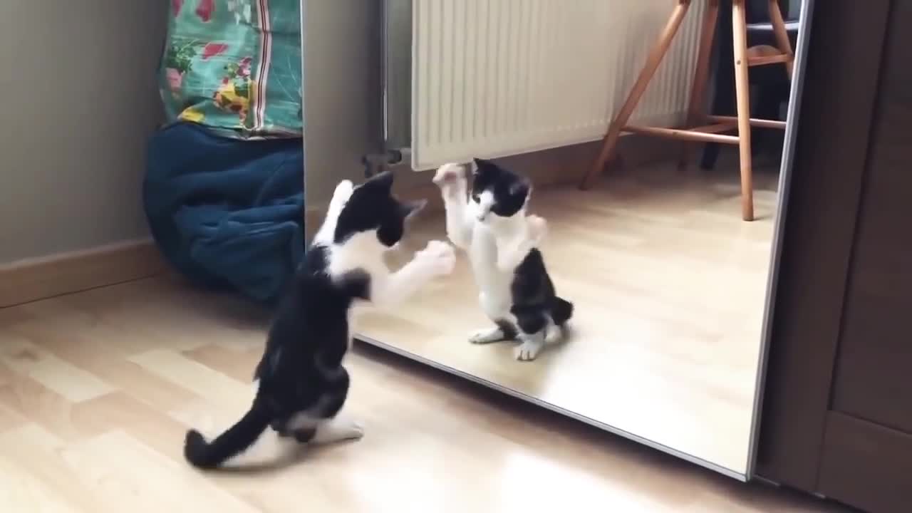 Funny Cat And mirror Video|Funny video|What's App Videos|30 Seconds Status Video|